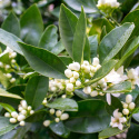 HYDROLAT NEROLI